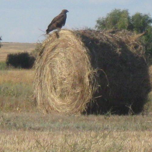Степной орел