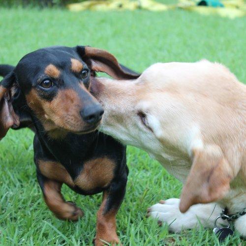Animal Love