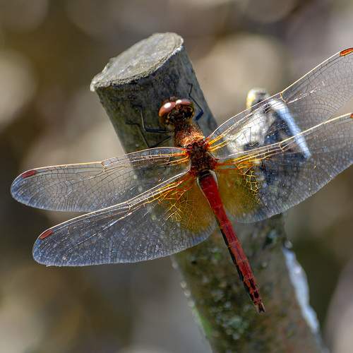 Photo #11400185