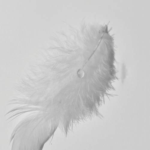 Photo #11400846