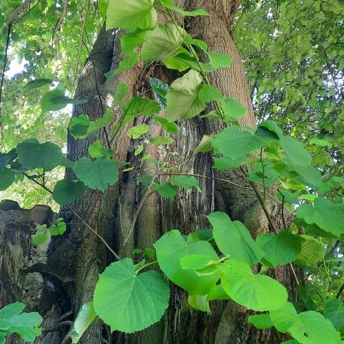Photo #11401075