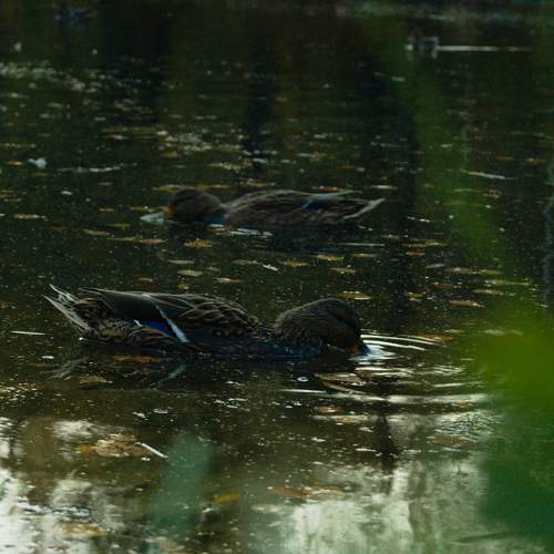 Photo #11401406