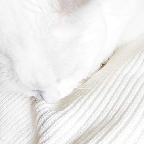 Photo #11402243