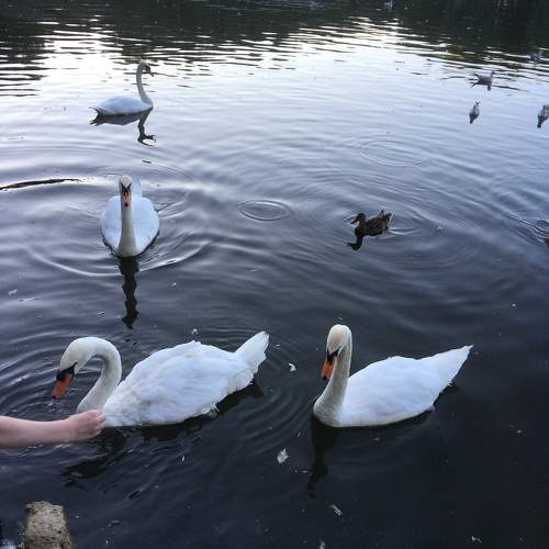 Photo #11406204