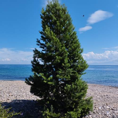 Photo #11406448