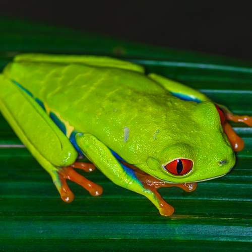 Зелёная красавица с красными глазами