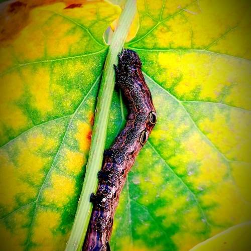 catterpillar on leaf branch