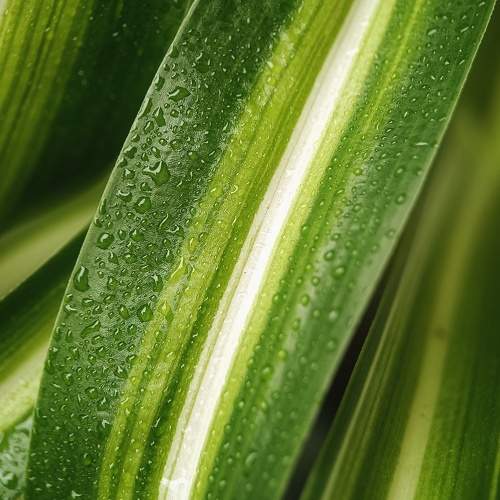 Photo #11406675