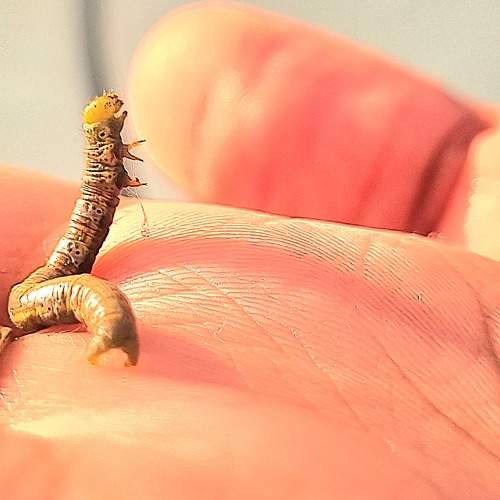 Photo #11406685