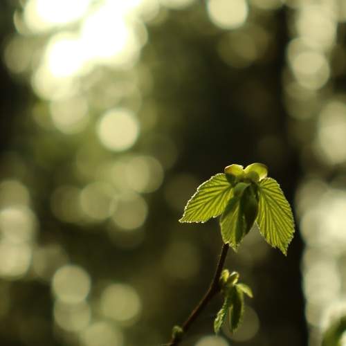 Photo #11407689