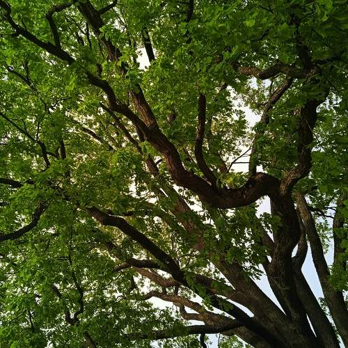 Photo #11407804