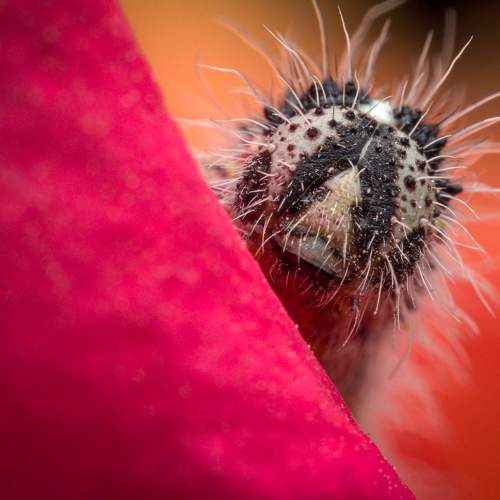Photo #11409051