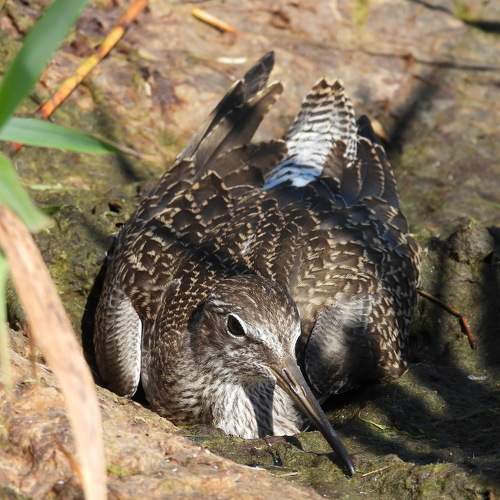 Photo #11409424