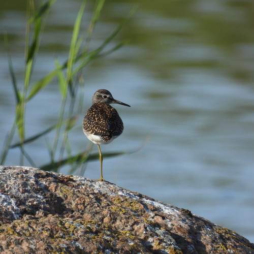 Photo #11409429