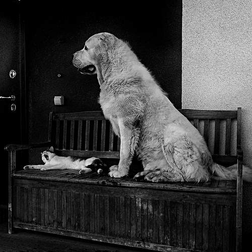 Photo #11412158
