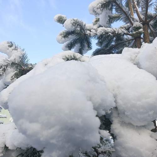 Photo #11412717