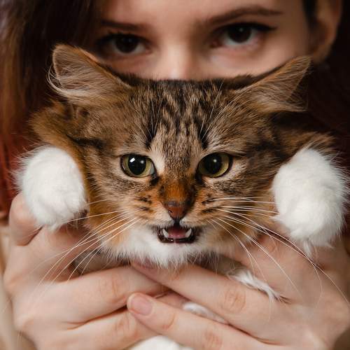 Photo #11413229