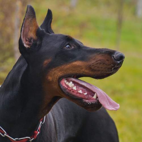 Photo #11413487