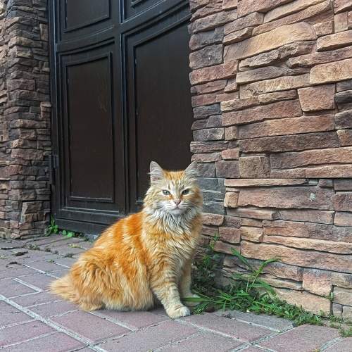 Photo #11413771
