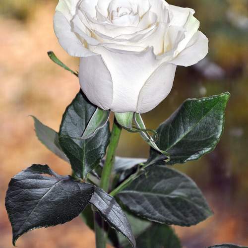 Photo #11414027