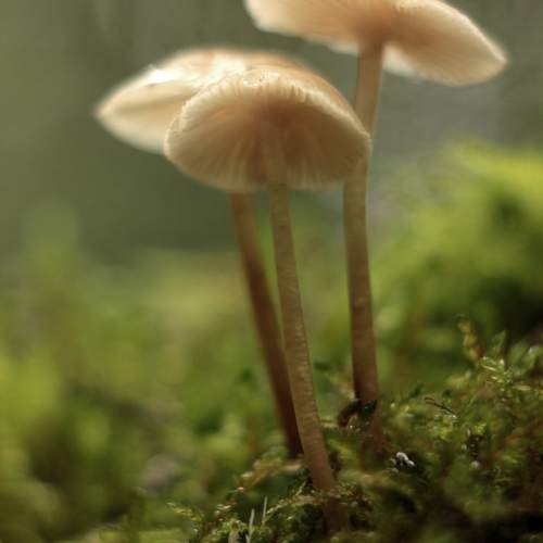 Trio / трио