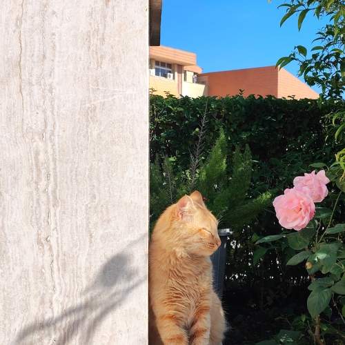 Photo #11417688