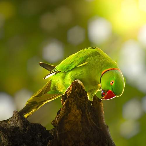 Photo #11417711