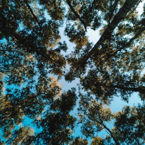 Photo #11418979