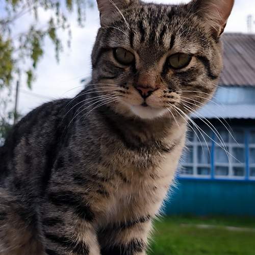 Деревенский котофей