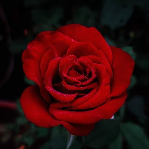 Photo #11419908