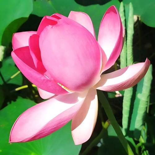 Photo #11420848
