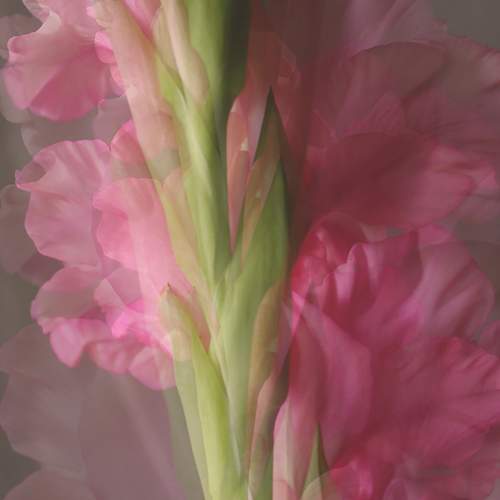 Photo #11421664
