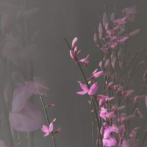 Photo #11421671