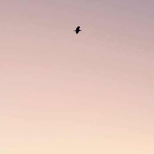 Photo #11422193