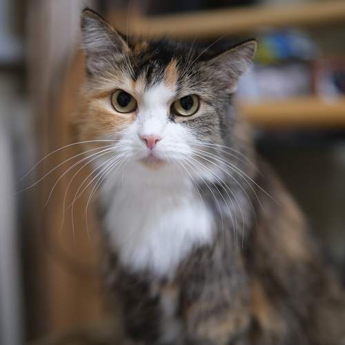 Photo #11422351