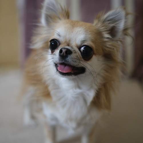 Photo #11422416