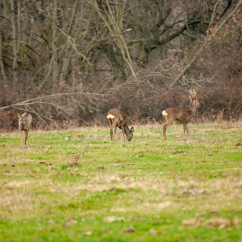 Photo #11422703