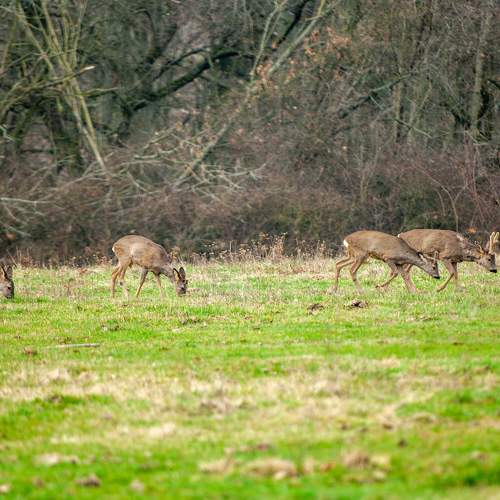 Photo #11422704