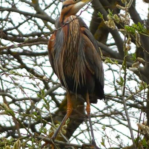 Photo #11423654