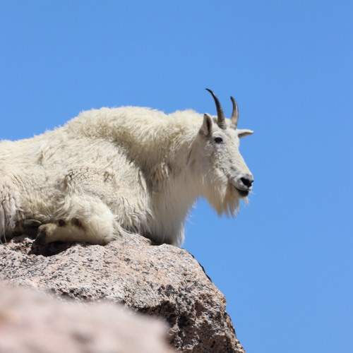 Photo #11424019