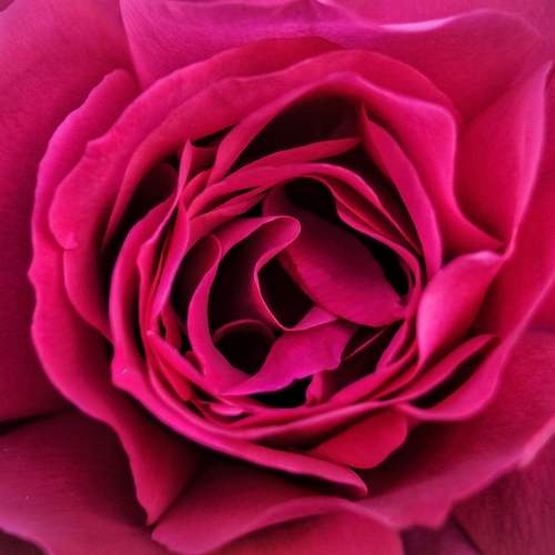 Photo #11424066