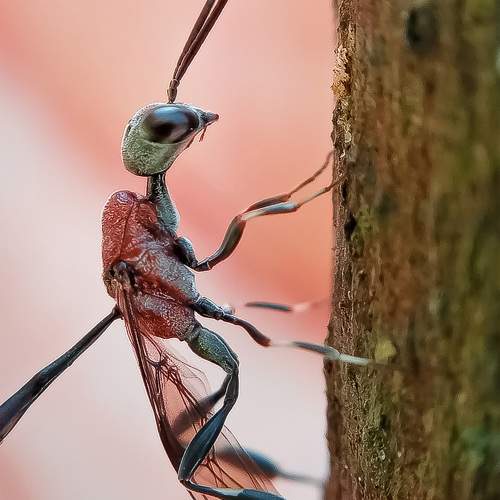 Photo #11424300