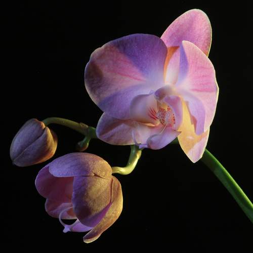 Photo #11424460