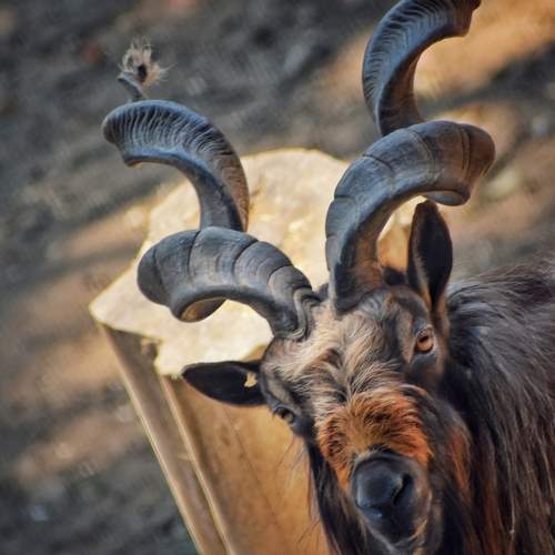 Photo #11424466