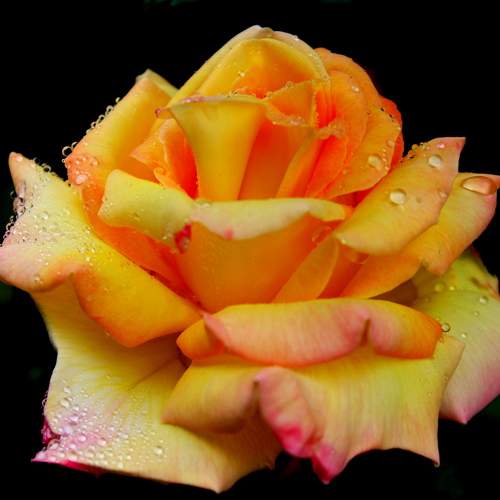 Photo #11425348