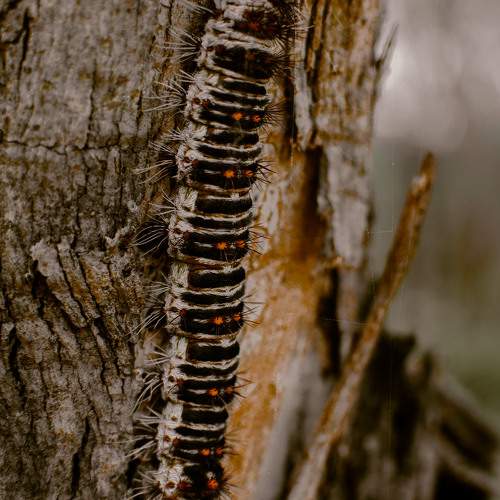 Photo #11425609