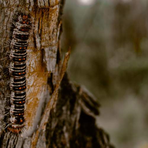 Photo #11425610