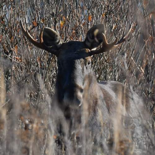 Photo #11425834