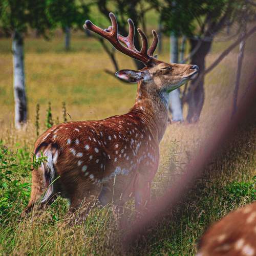 Photo #11425973