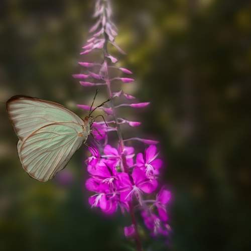 Photo #11425979